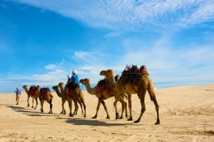 camel-rides